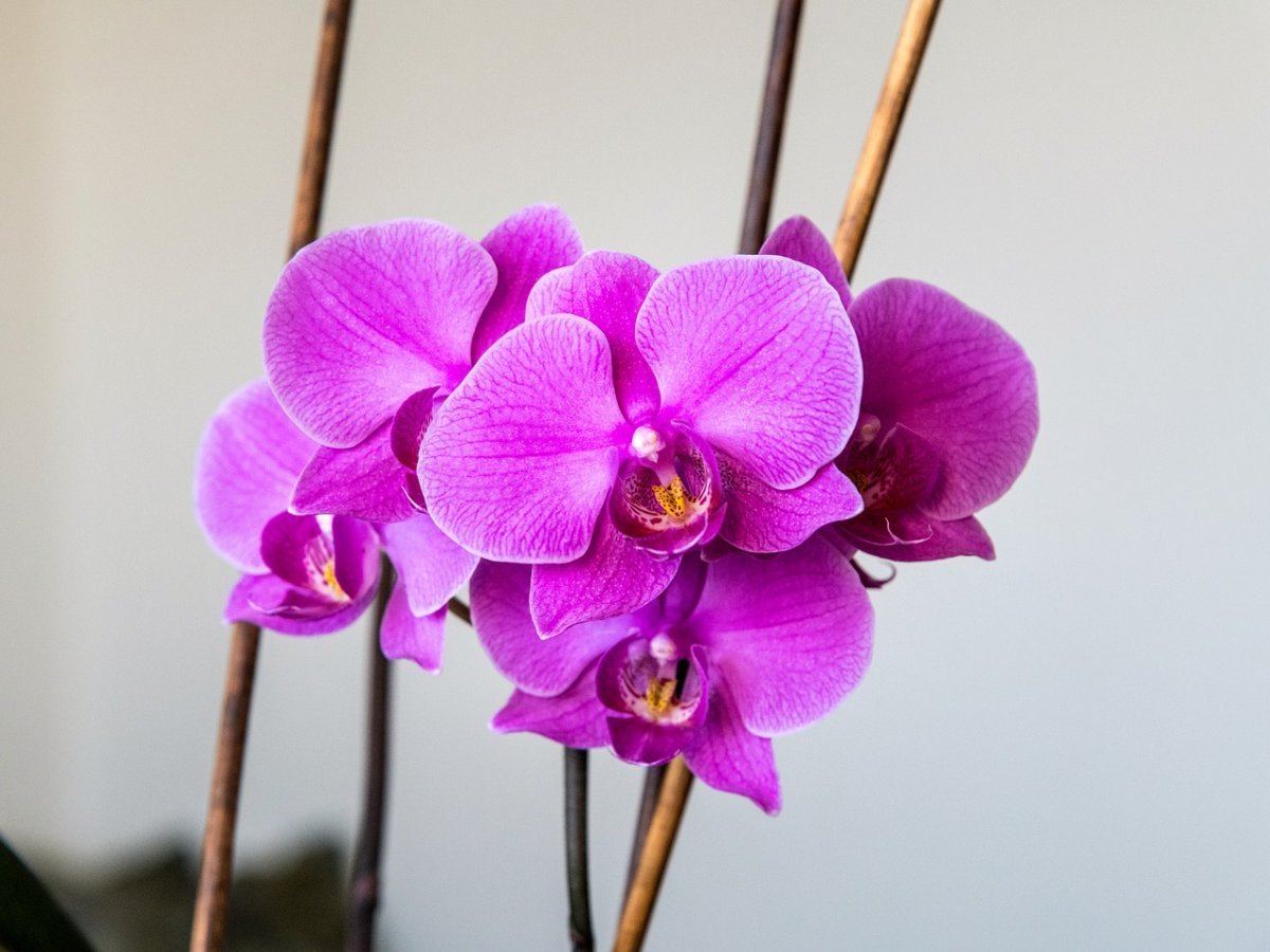 Орхидея амбиансе