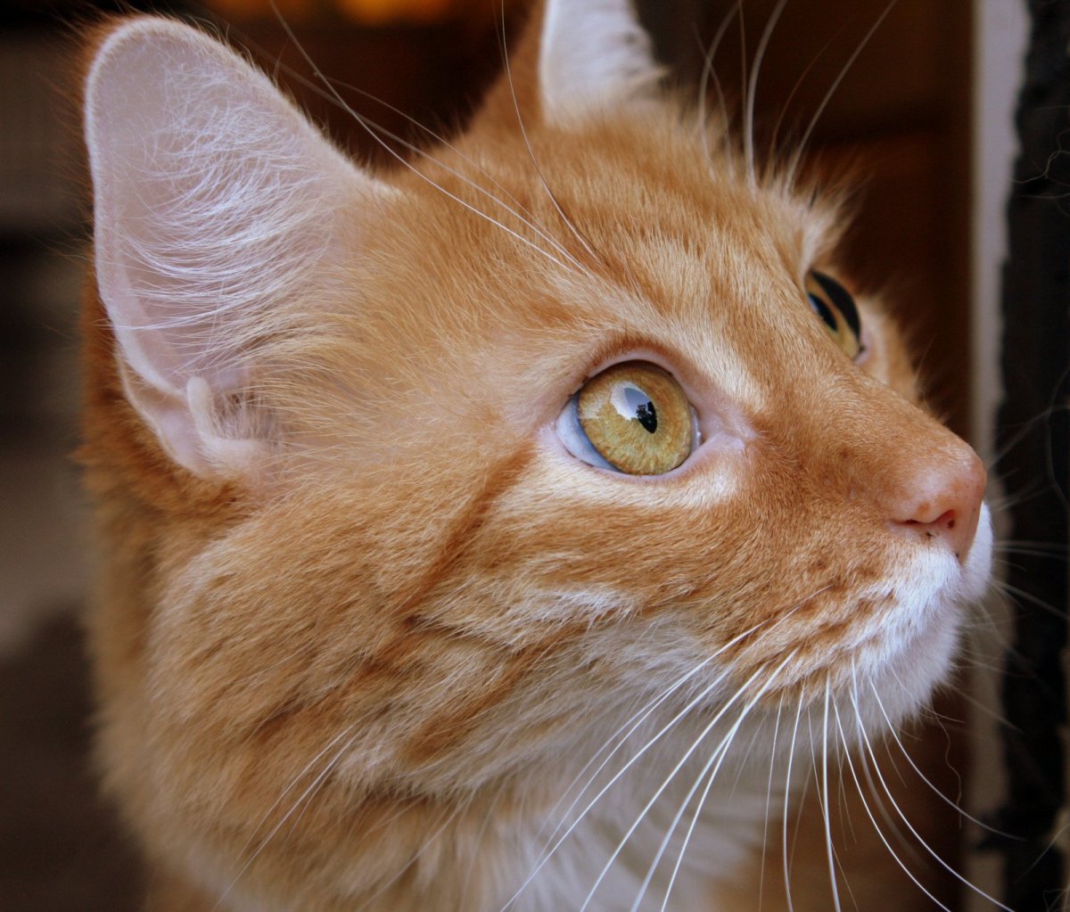 Рыжие породы кошек с фотографиями. Охос азулес кошка рыжий. Европейский короткошерстный кот рыжий. Европейская короткошерстная табби рыжий. Европейская короткошерстная кошка рыжая.