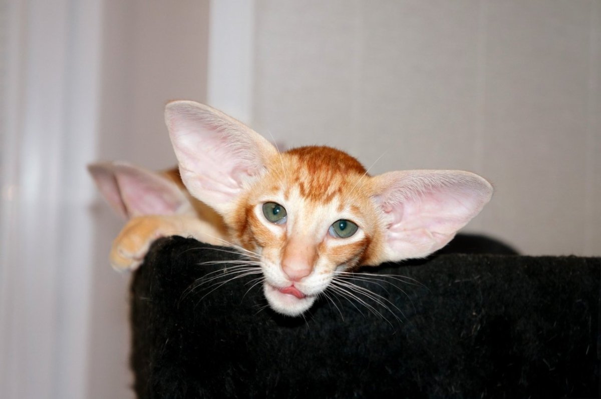 Страшный кот с большими ушами