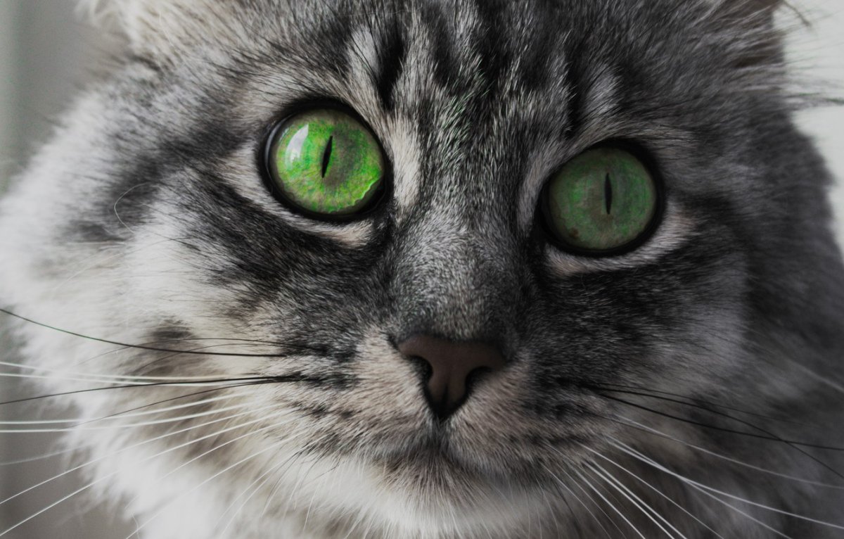 Порода кошек со стрелками на глазах