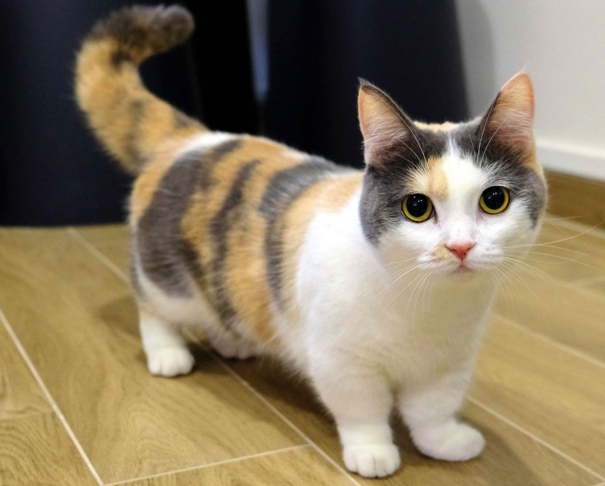 Японский коротколапый кот