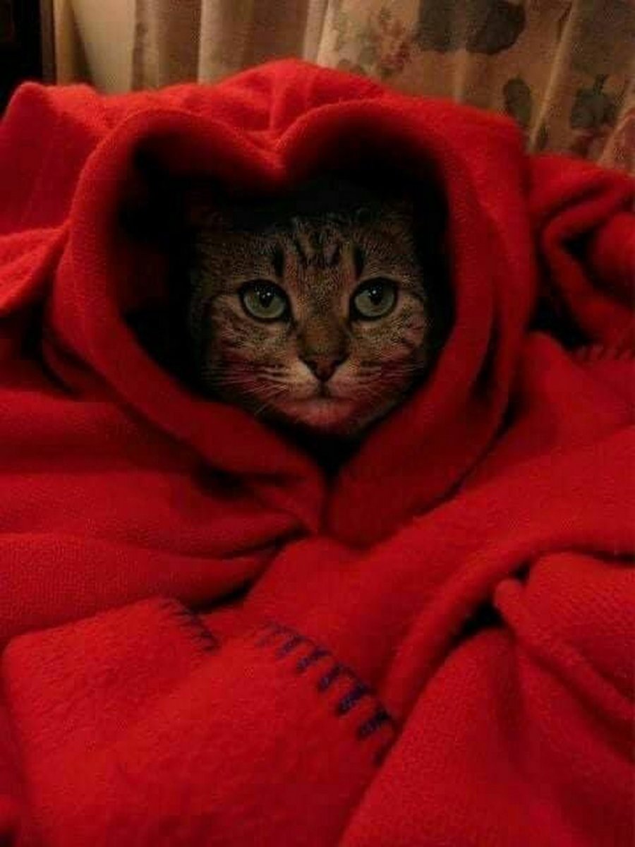 Кот укутанный в одеяло