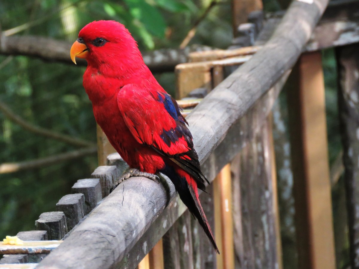 Красный попугай порода