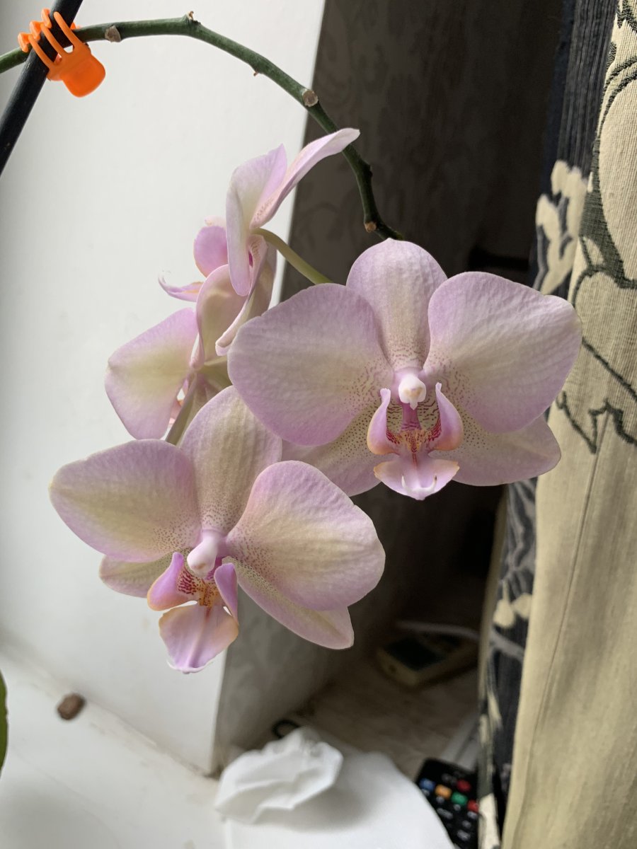 Орхидея виндзор