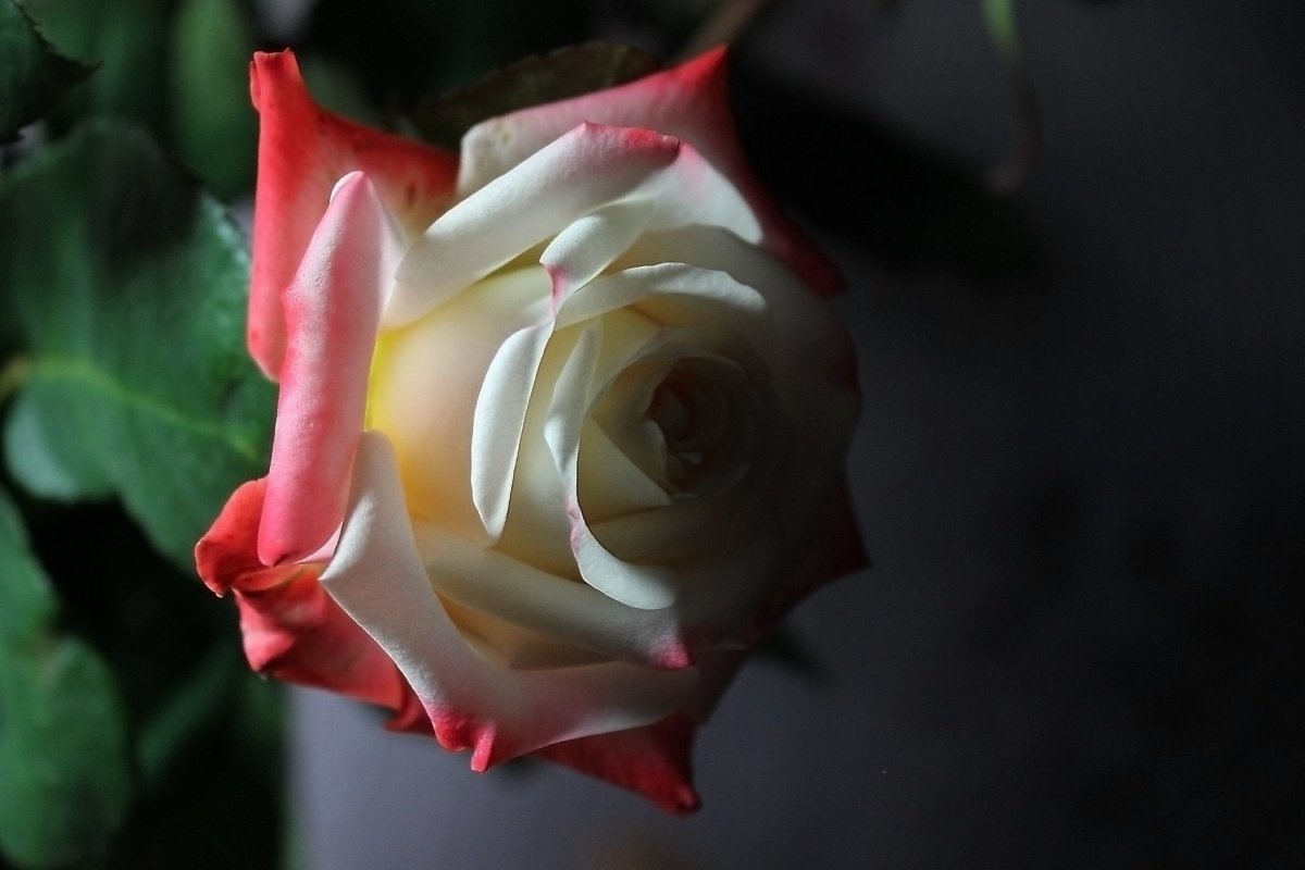 Роза белая с красной каймой