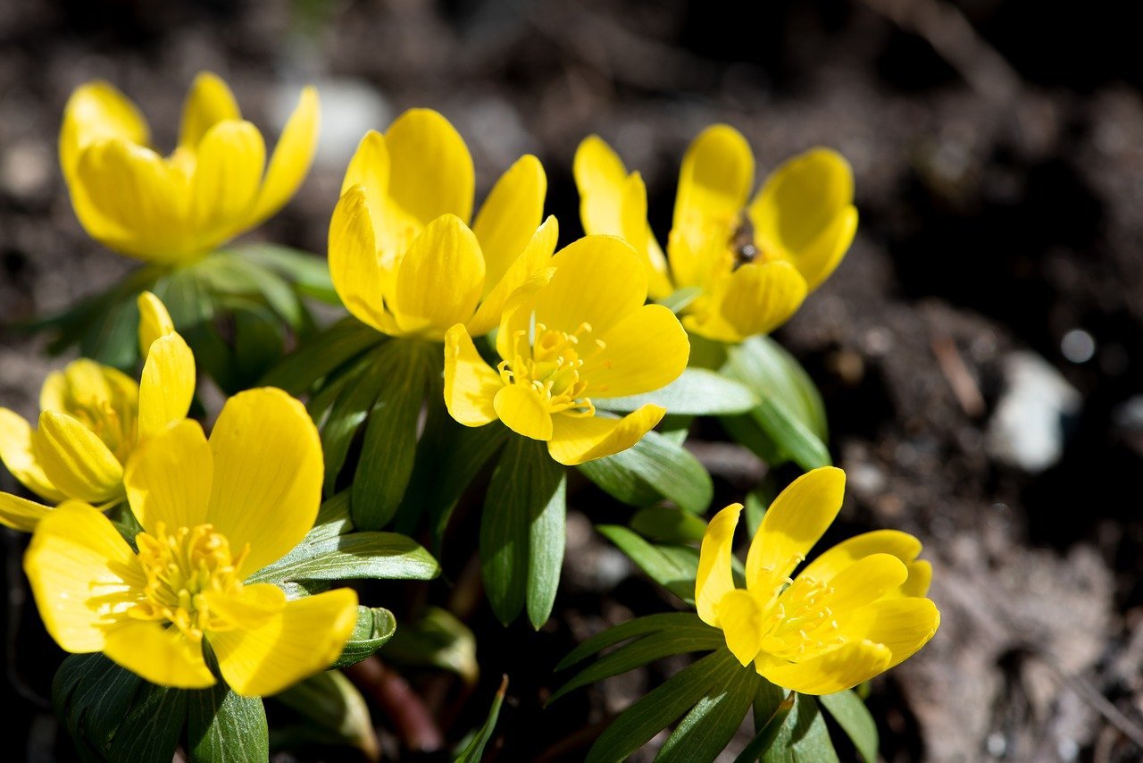 Желтые цветы ранней весной фото. Чистяк весенний цветок. Желтые весенние цветы. Желтые ранние цветы. Желтые весенние цветы название.