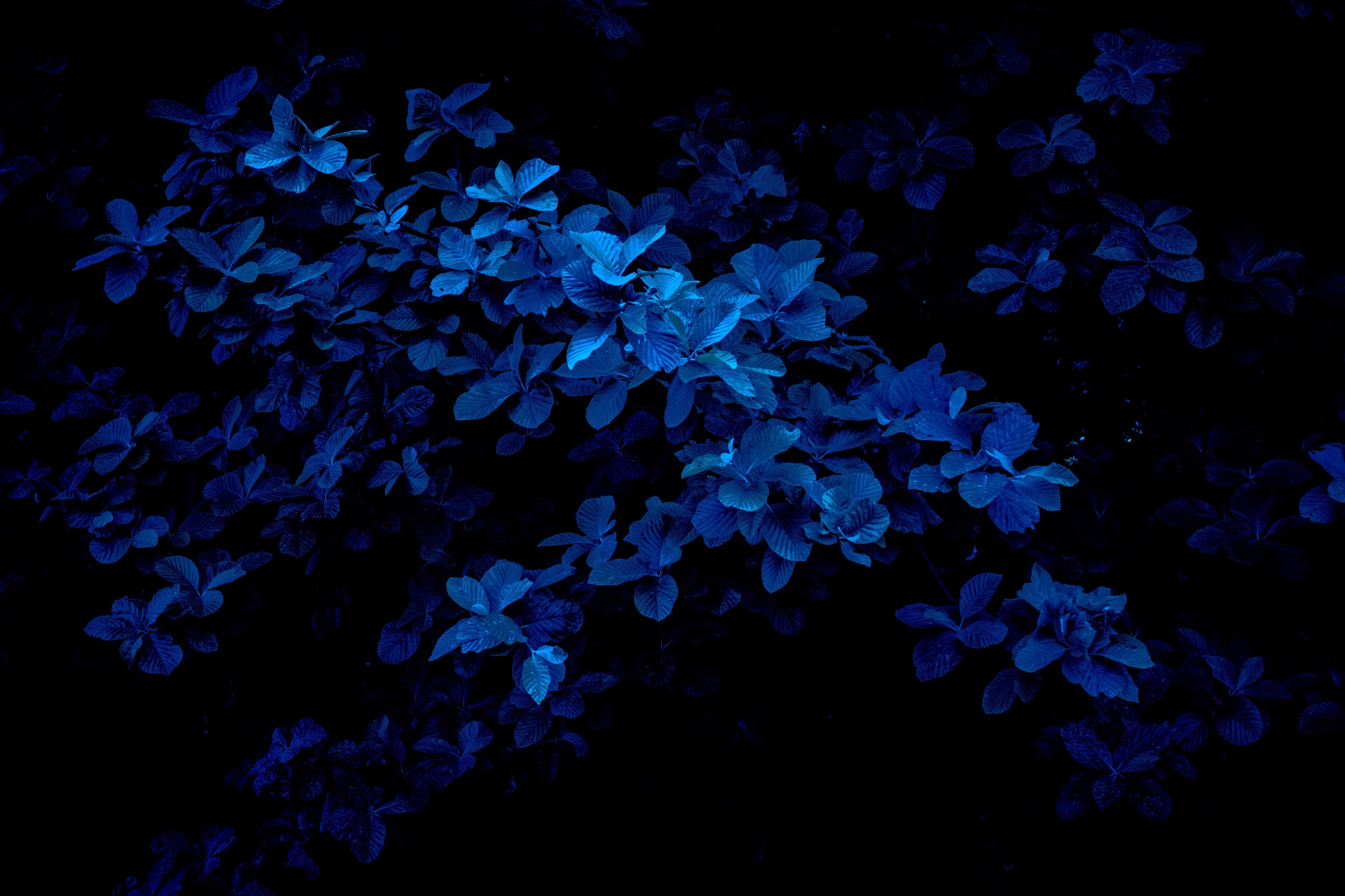 Черно синий мир. Синие цветы. Синий цвет. Красивый синий. Темные цветы.