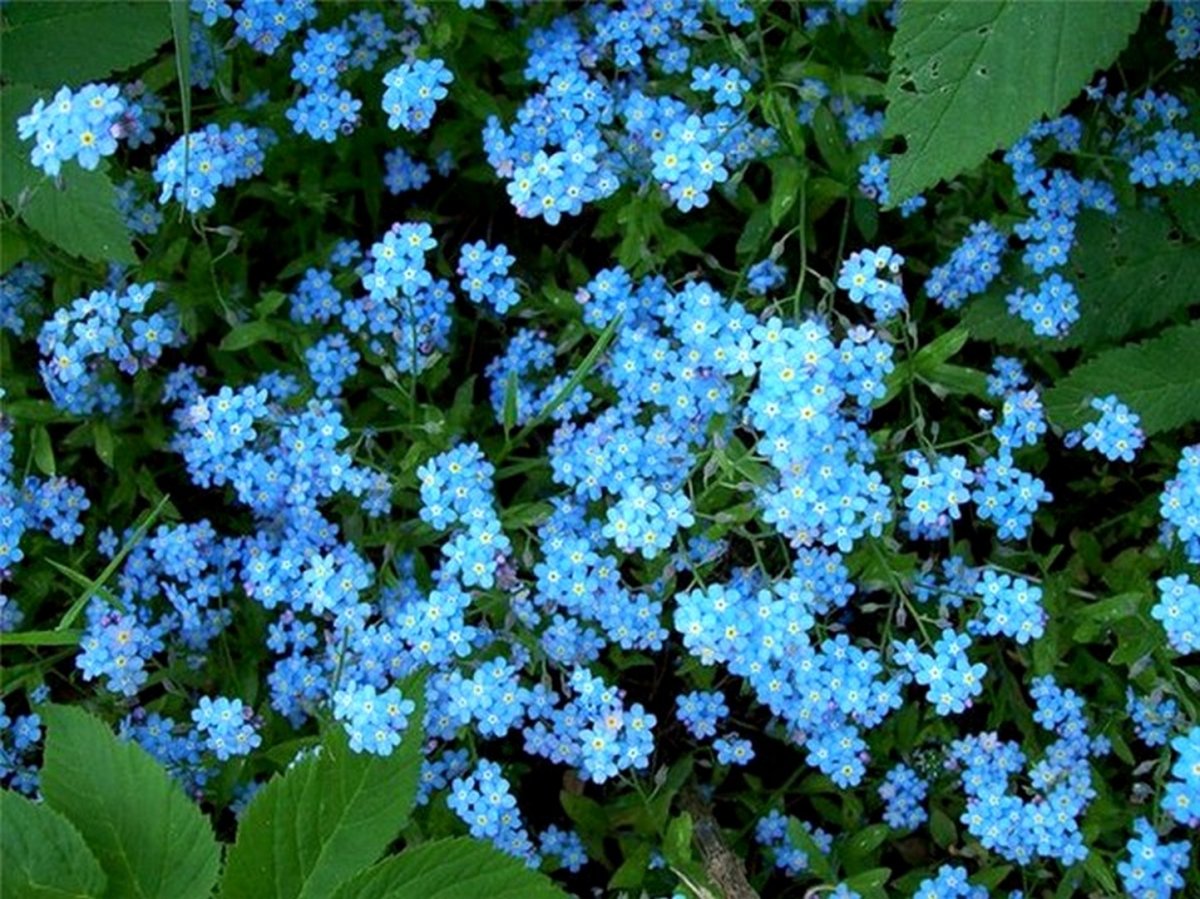 Растение с голубыми цветами