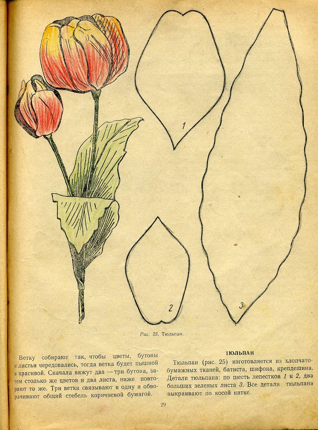 Листья тюльпана шаблон - 72 фото