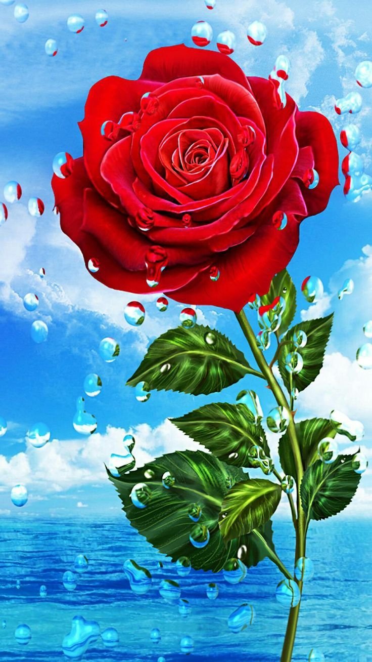 Самые красивые обои розы на телефон (100 фото)