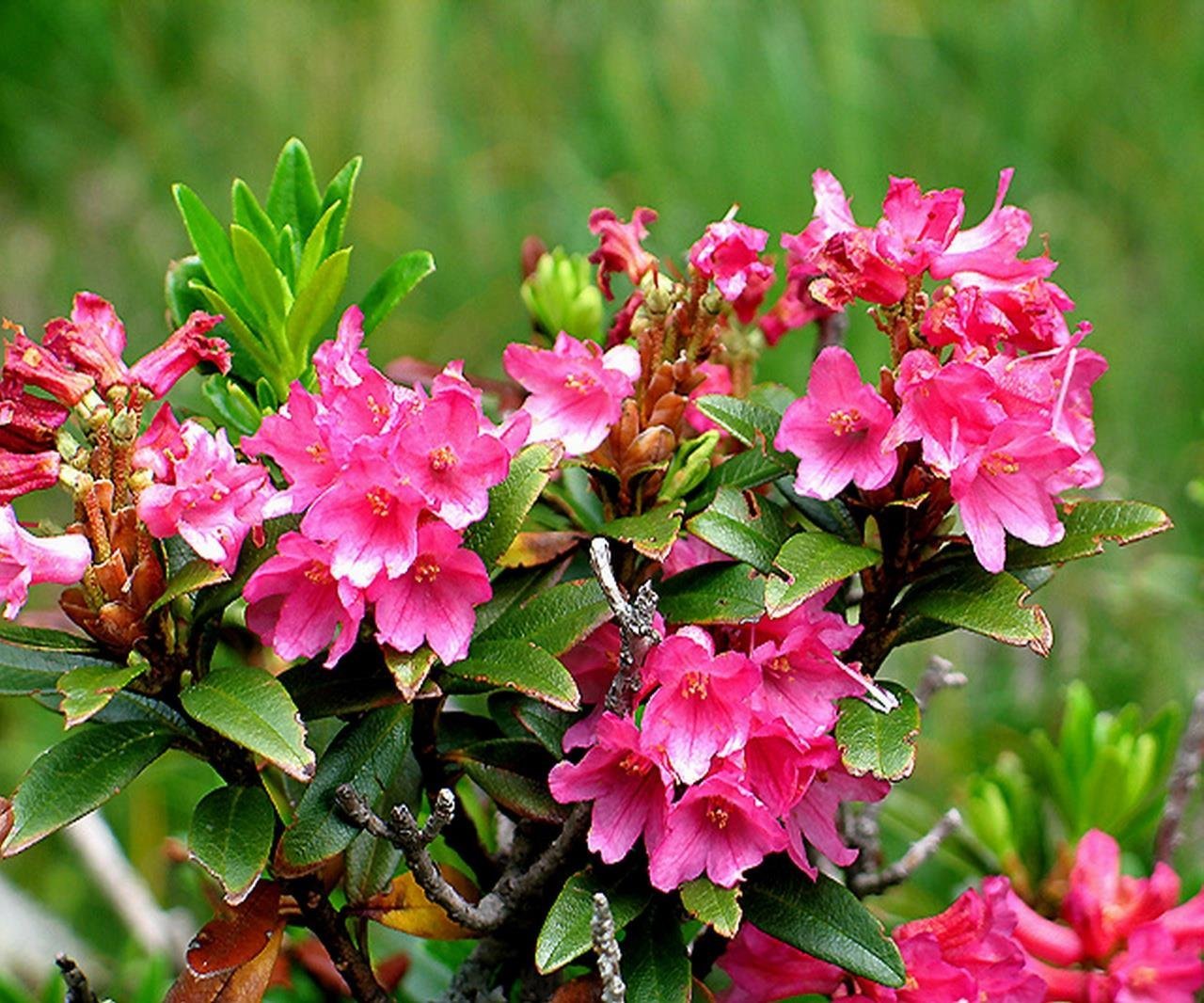 Кустарник цветет розовыми цветами фото. Рододендрон жёстковолосистый. Рододендрон куст. Рододендрон малиновый куст. Вечнозеленые растения рододендрон.